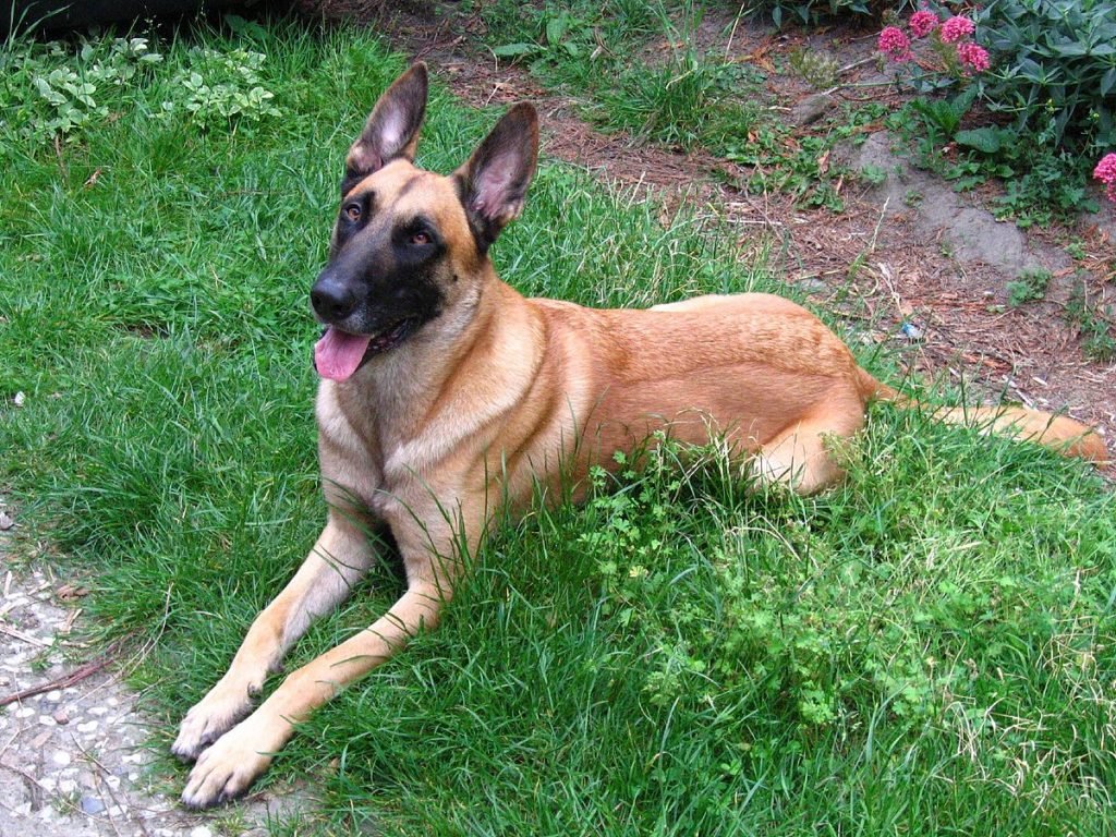 Belgian Shepherd / Malinois