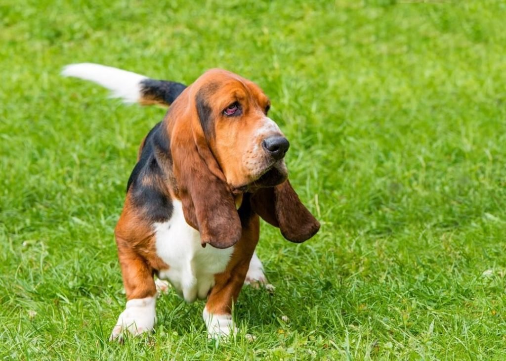 basset hound dog