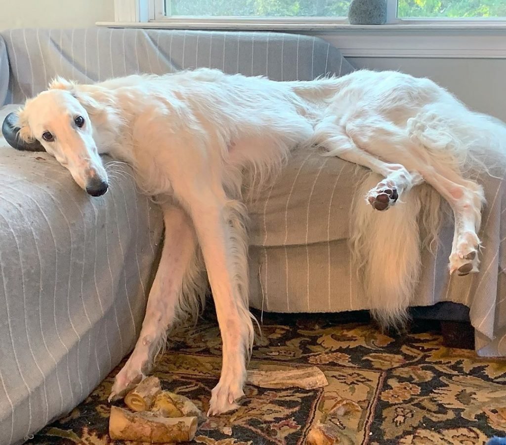 Borzoi Dog