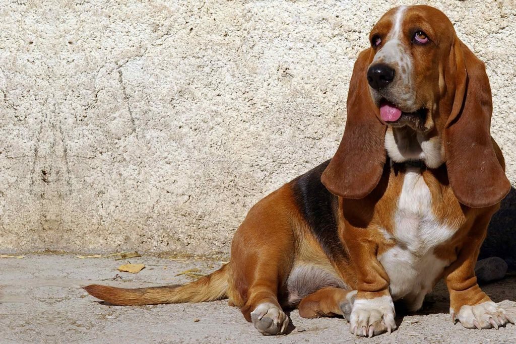 basset hound dog