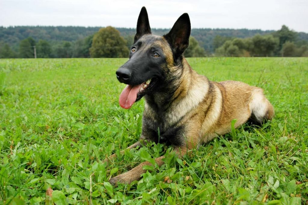 Belgian Shepherd / Malinois