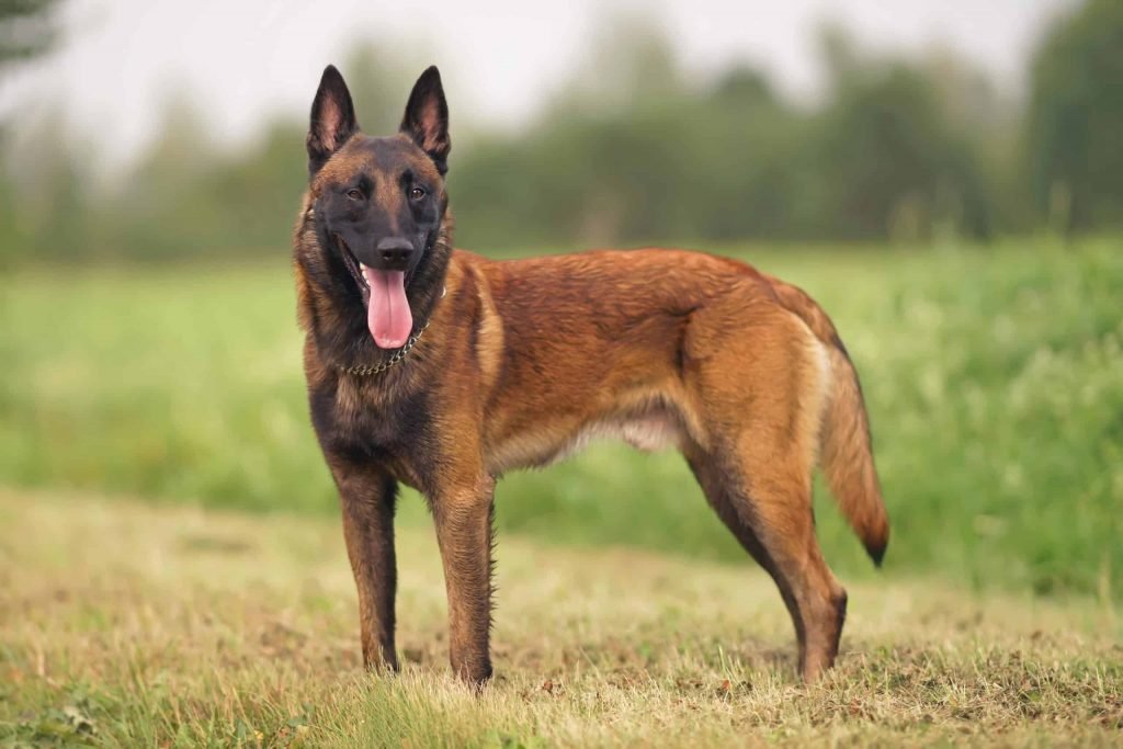 Belgian Shepherd / Malinois