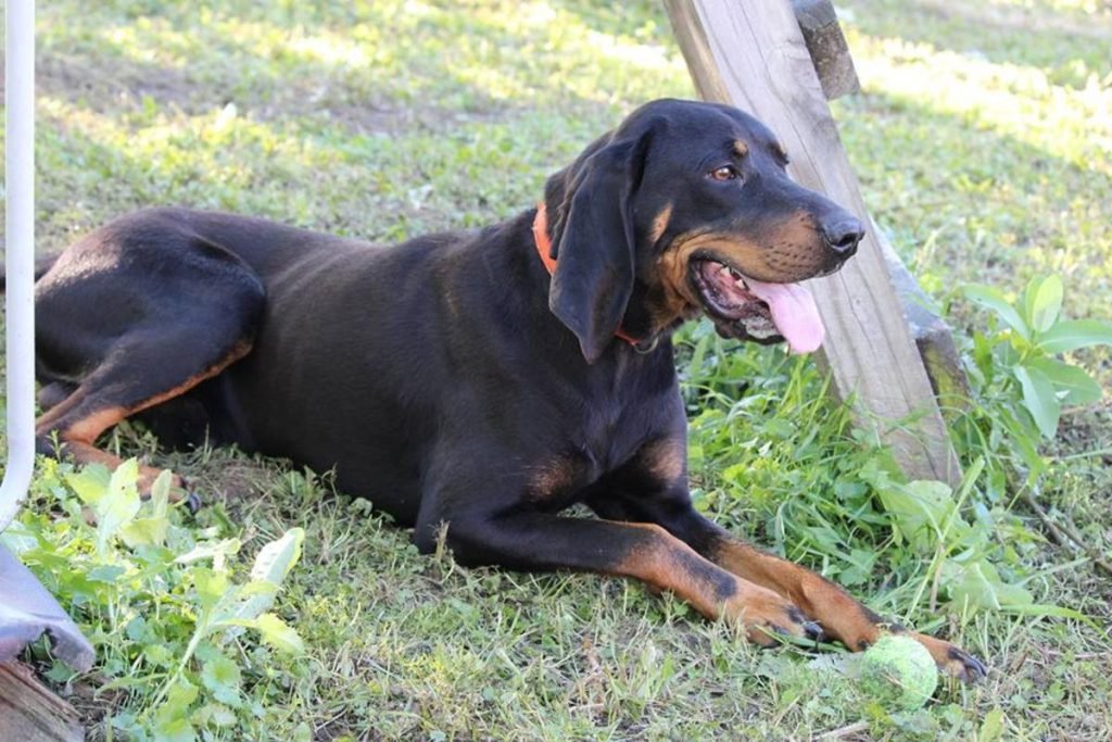 Black and Tan Coonhound