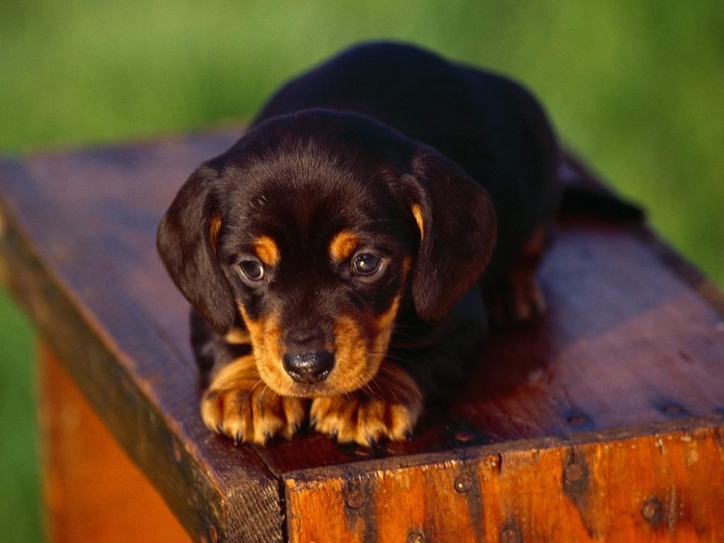 Black and Tan Coonhound