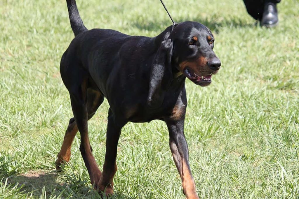 Black and Tan Coonhound