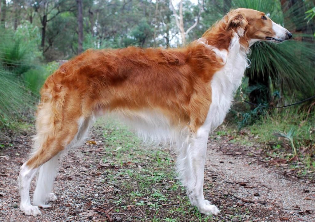 Borzoi Dog