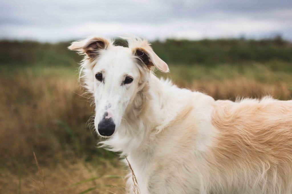 Borzoi Dog