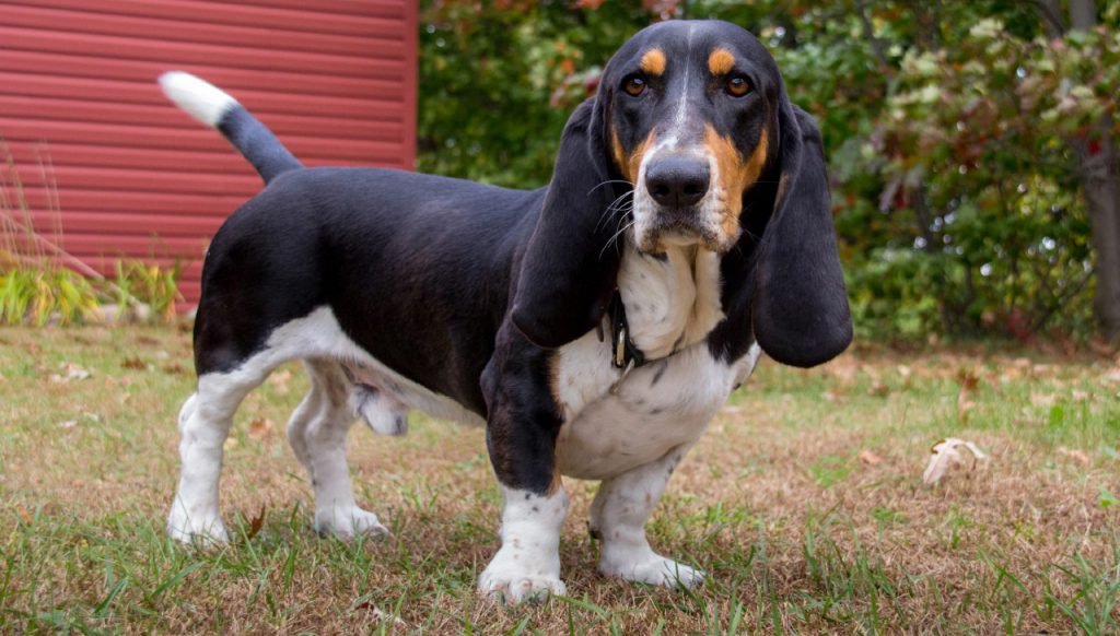 basset hound dog