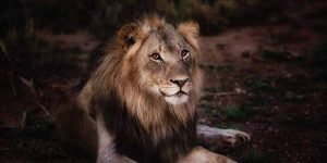 Asiatic lion in Gir national park